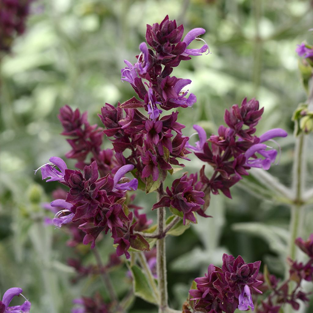 Graines de Sauge des Canaries Lancelot - Salvia canariensis