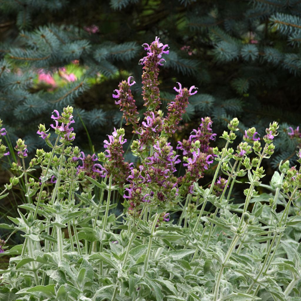 Graines de Sauge des Canaries Lancelot - Salvia canariensis