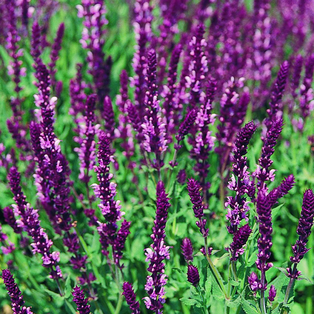 Graines de Sauge des bois Rose Queen - Salvia nemorosa