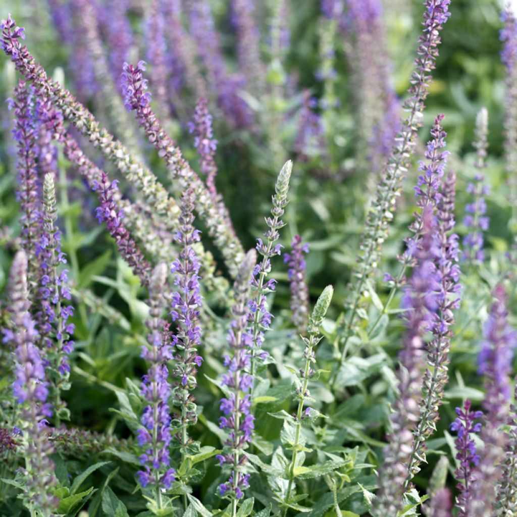 Graines de Sauge des bois West Friesland - Salvia nemorosa