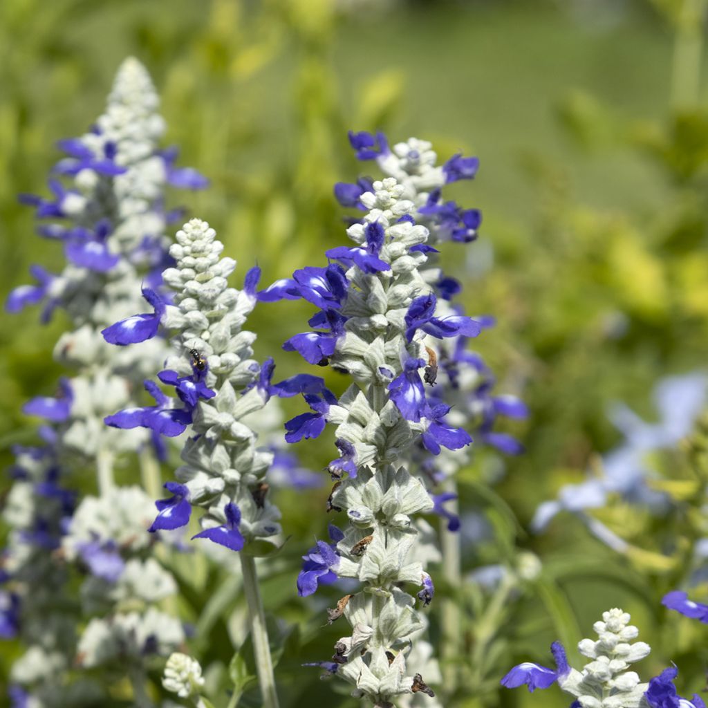 Graines de Sauge farineuse Strata Blue/White - Salvia farinacea