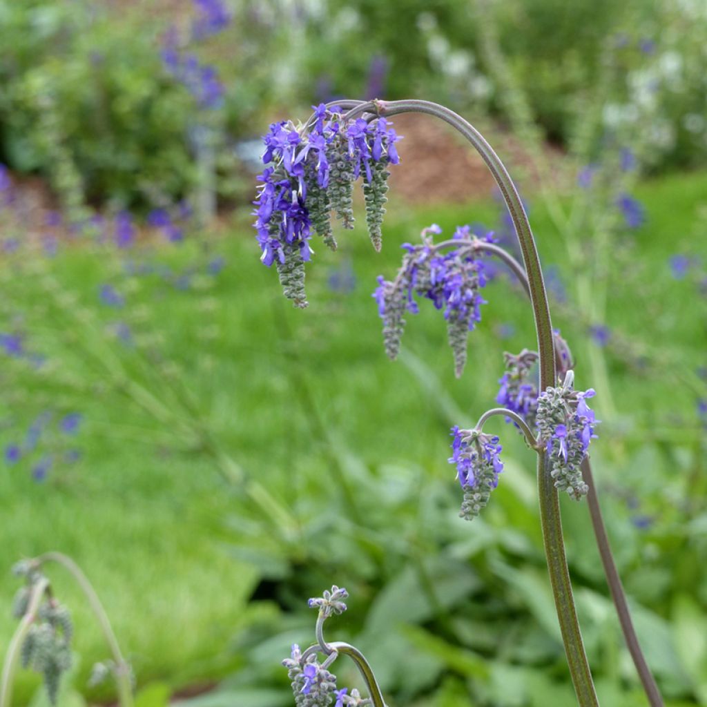 Graines de Sauge penchée - Salvia nutans