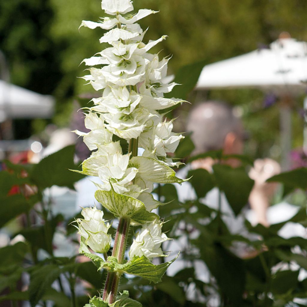 Graines de Sauge sclarée Vatican White - Salvia sclarea