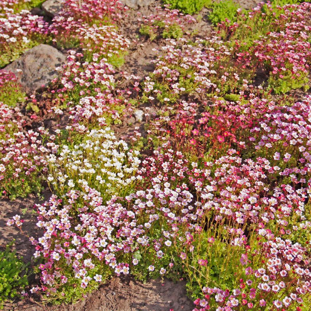 Graines de Saxifrage mousse Rockery Hybrids Mix - Saxifraga arendsii