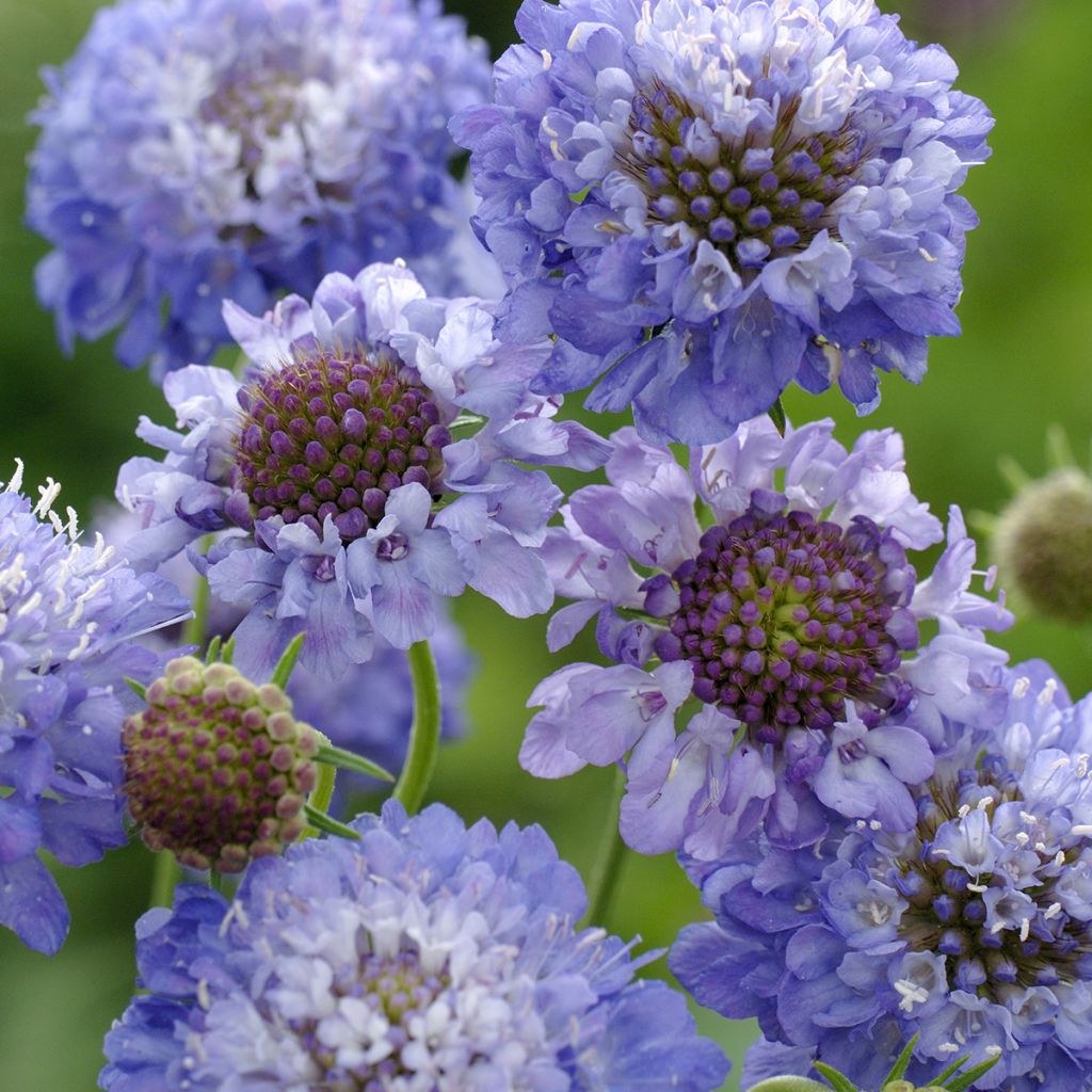 Graines de Scabieuse annuelle Oxford Blue BIO - Scabiosa atropurpurea