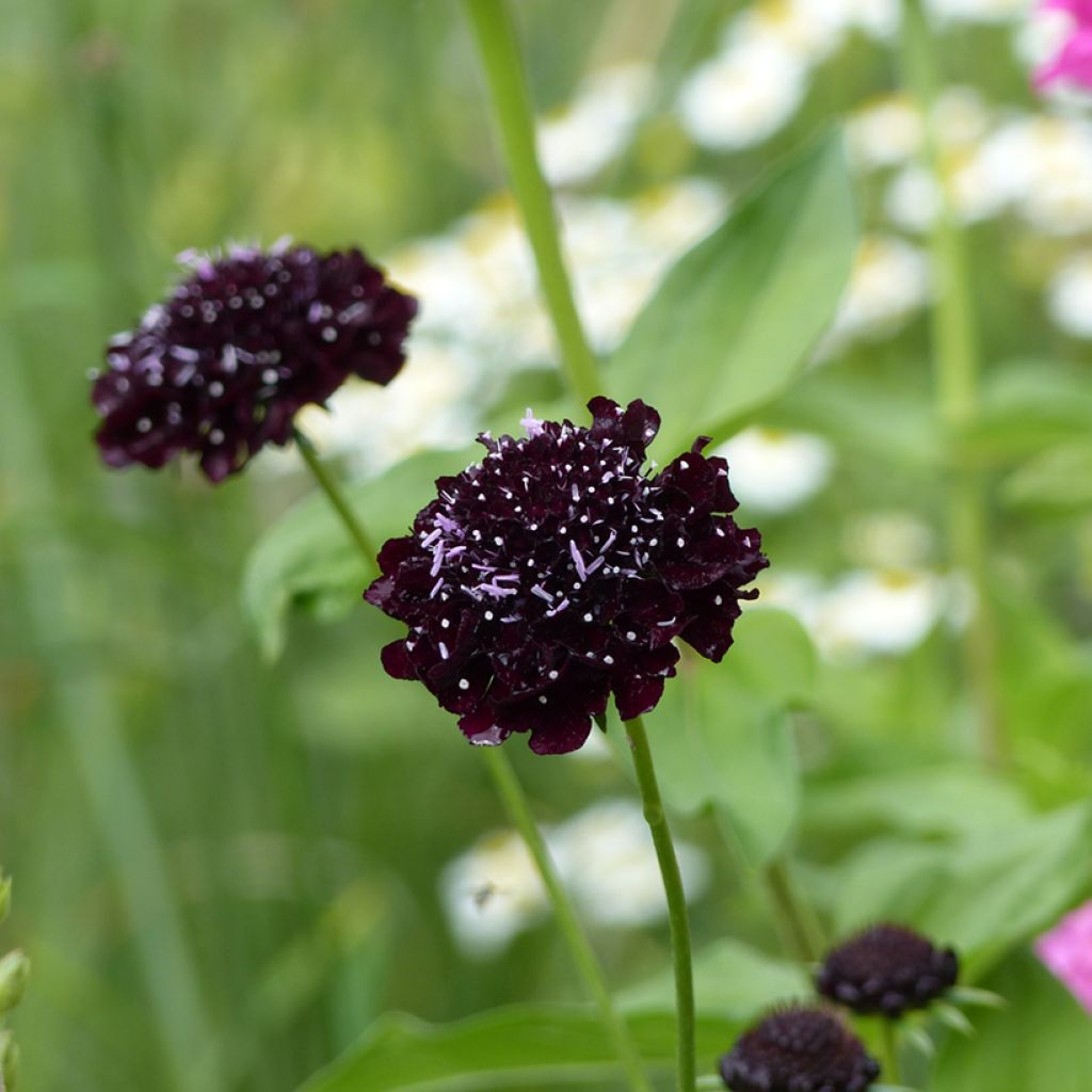 Graines de Scabieuse atropurpurea Black Knight