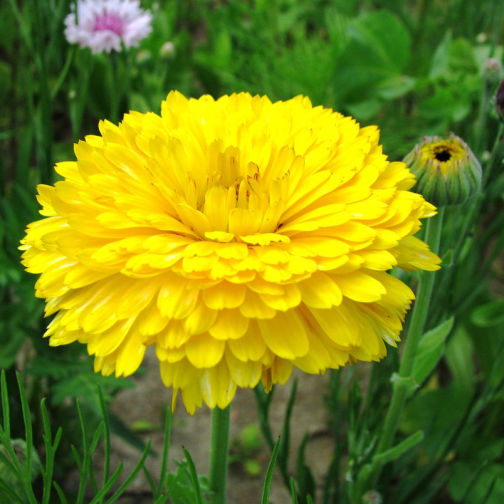 Graines de Souci Pacific Beauty Lemon - Calendula officinalis