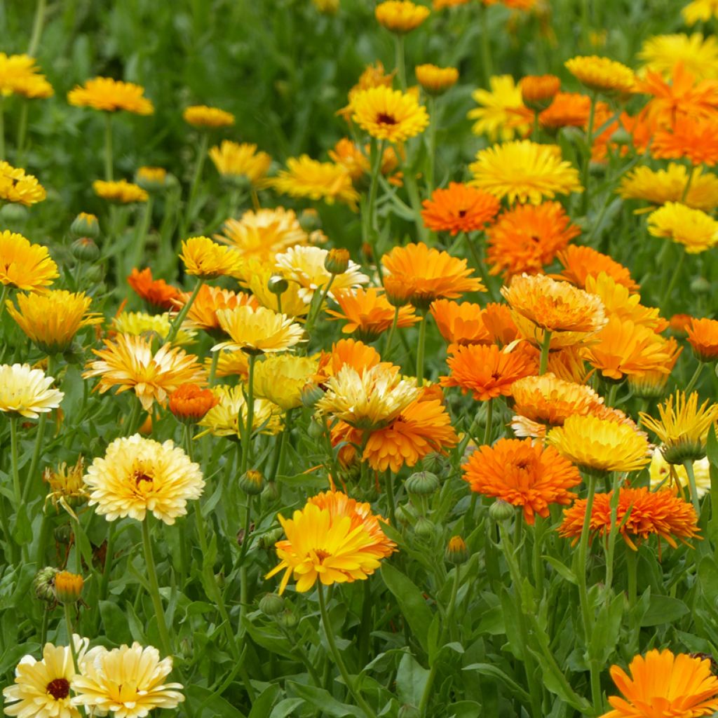 Graines de Souci Pacific Beauty Mix - Calendula officinalis