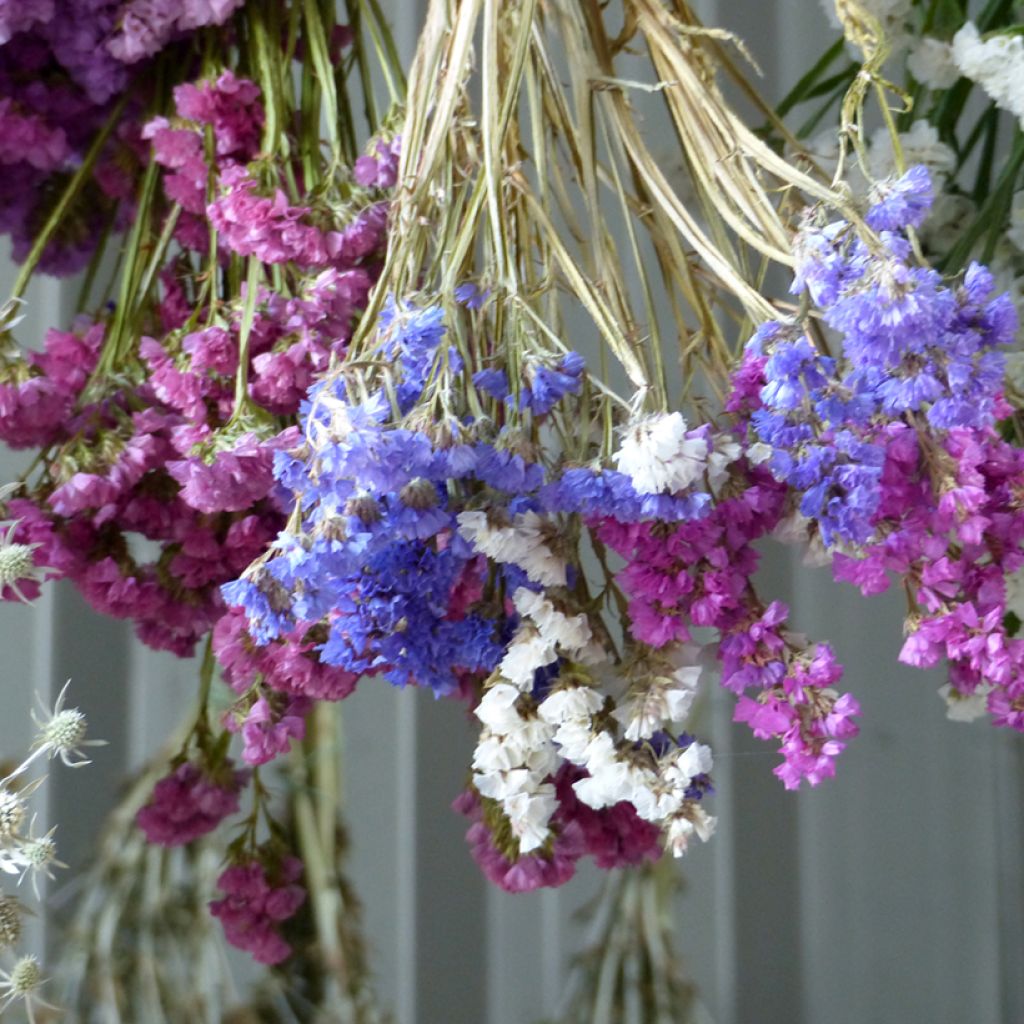 Graines de Statice Forever Art Shades - Limonium sinuatum