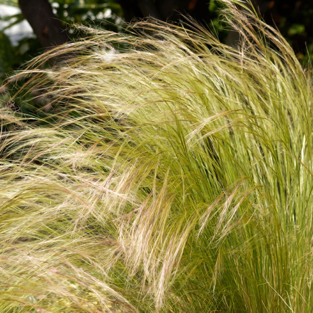 Graines de Stipa tenuissima Pony Tails - Cheveux d'Ange