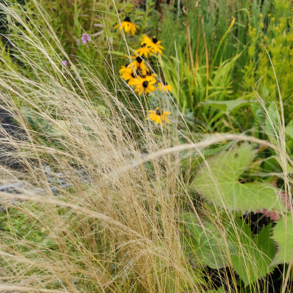 Graines de Stipa tenuissima Pony Tails - Cheveux d'Ange