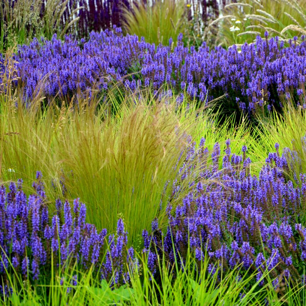 Graines de Stipa tenuissima Pony Tails - Cheveux d'Ange