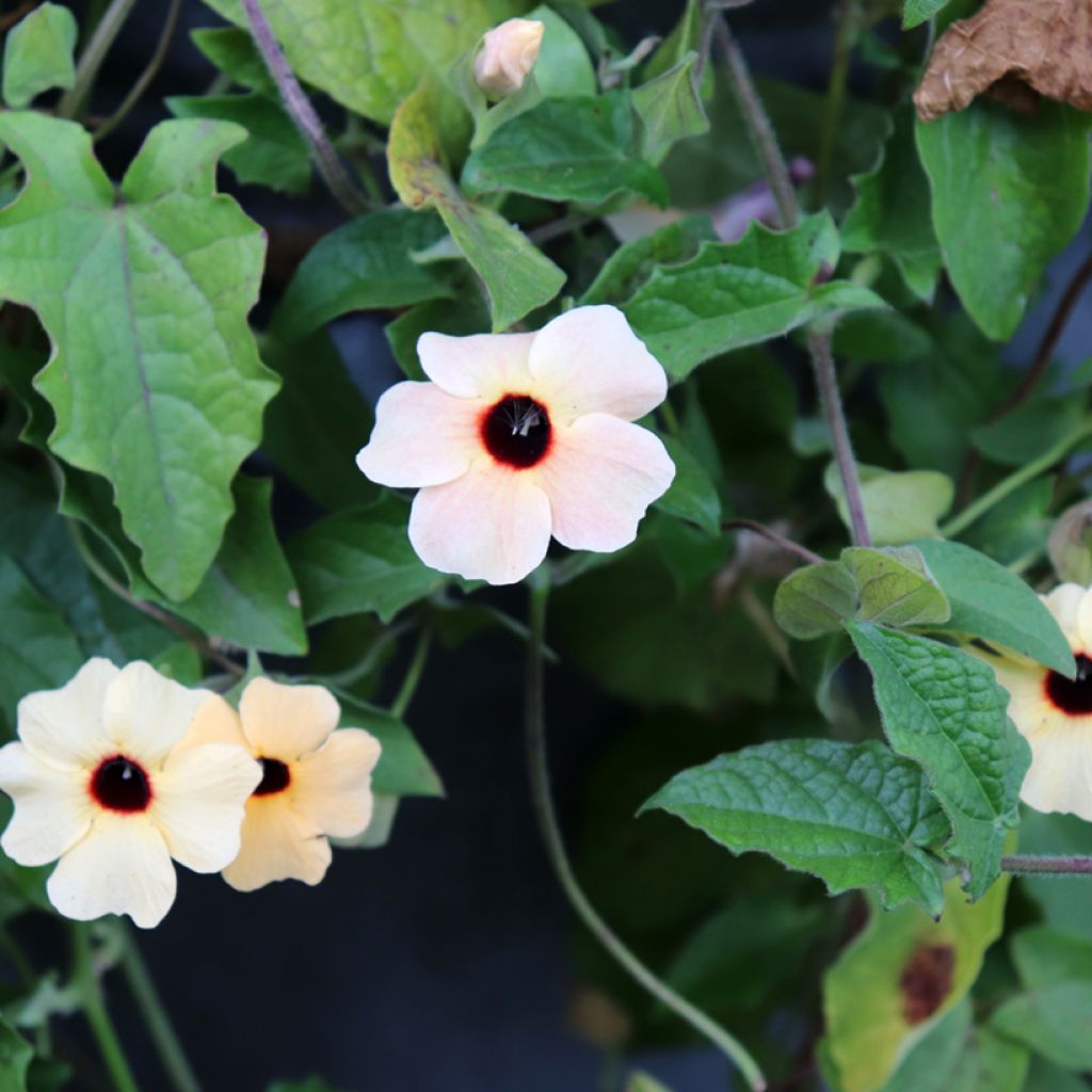 Graines de Suzanne aux yeux noirs Blushing Susie - Thunbergia alata