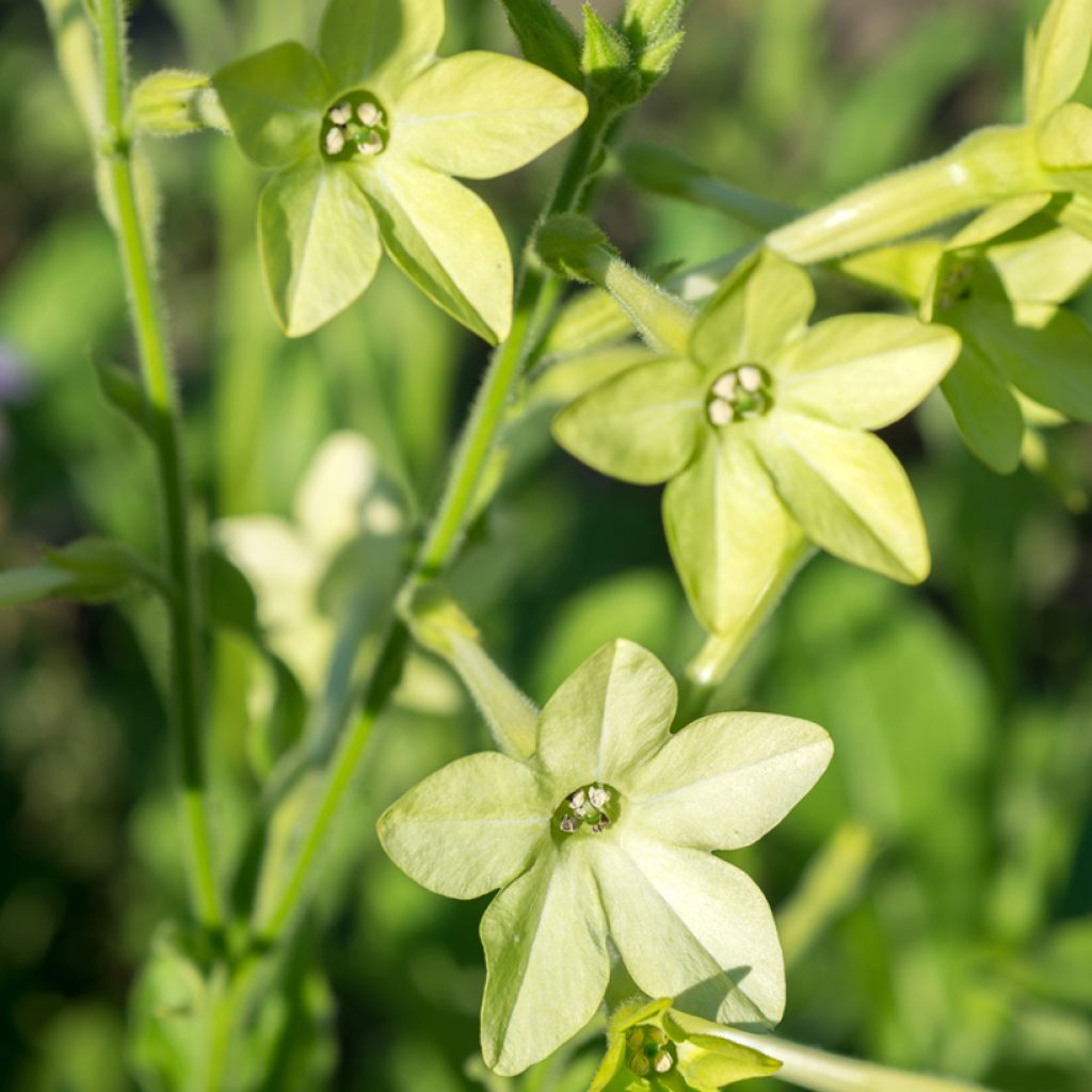 Graines de Tabac d'ornement Mojito - Nicotiana alata