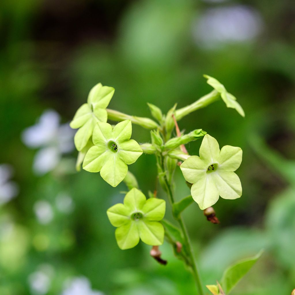 Graines de Tabac d'ornement Mojito - Nicotiana alata