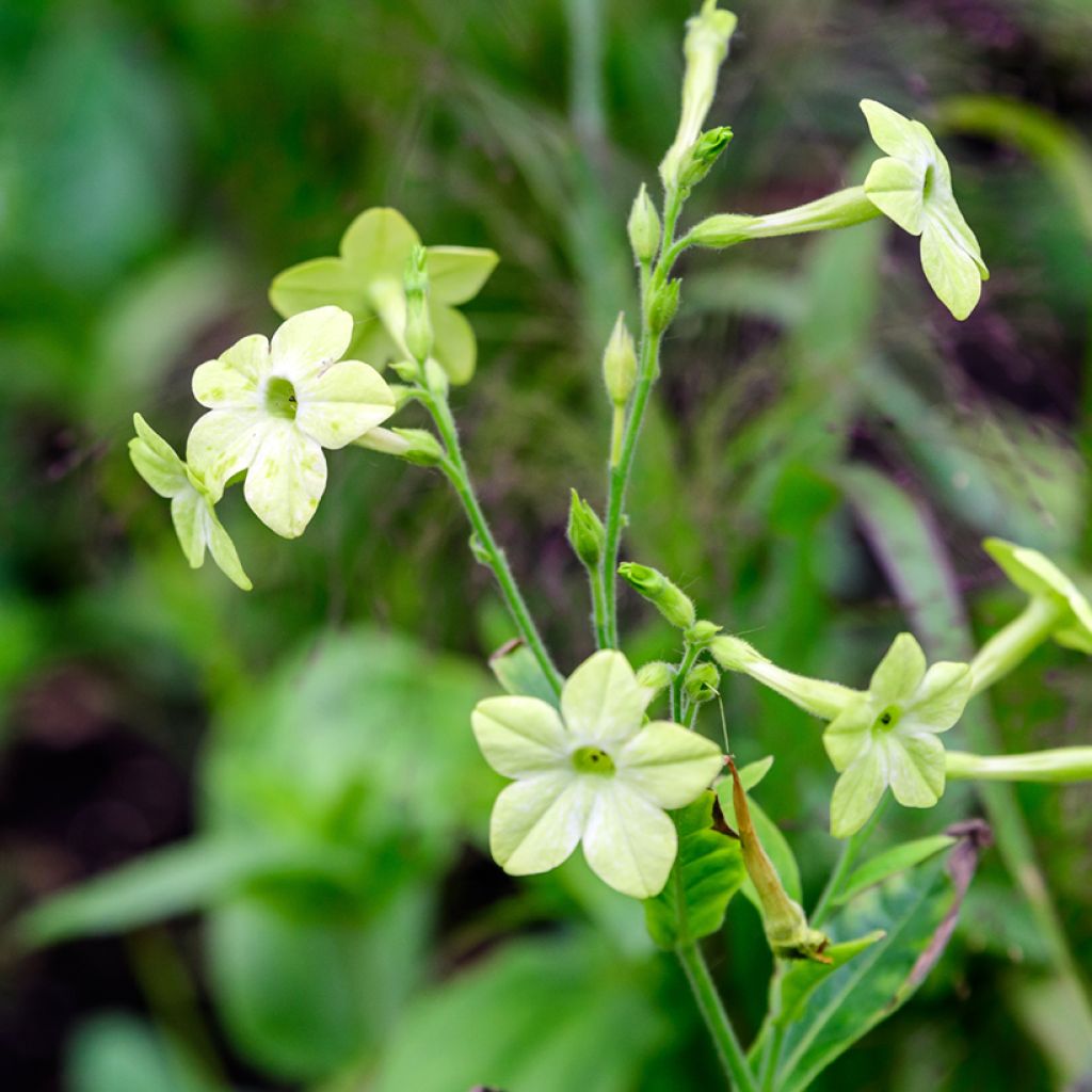 Graines de Tabac d'ornement Mojito - Nicotiana alata