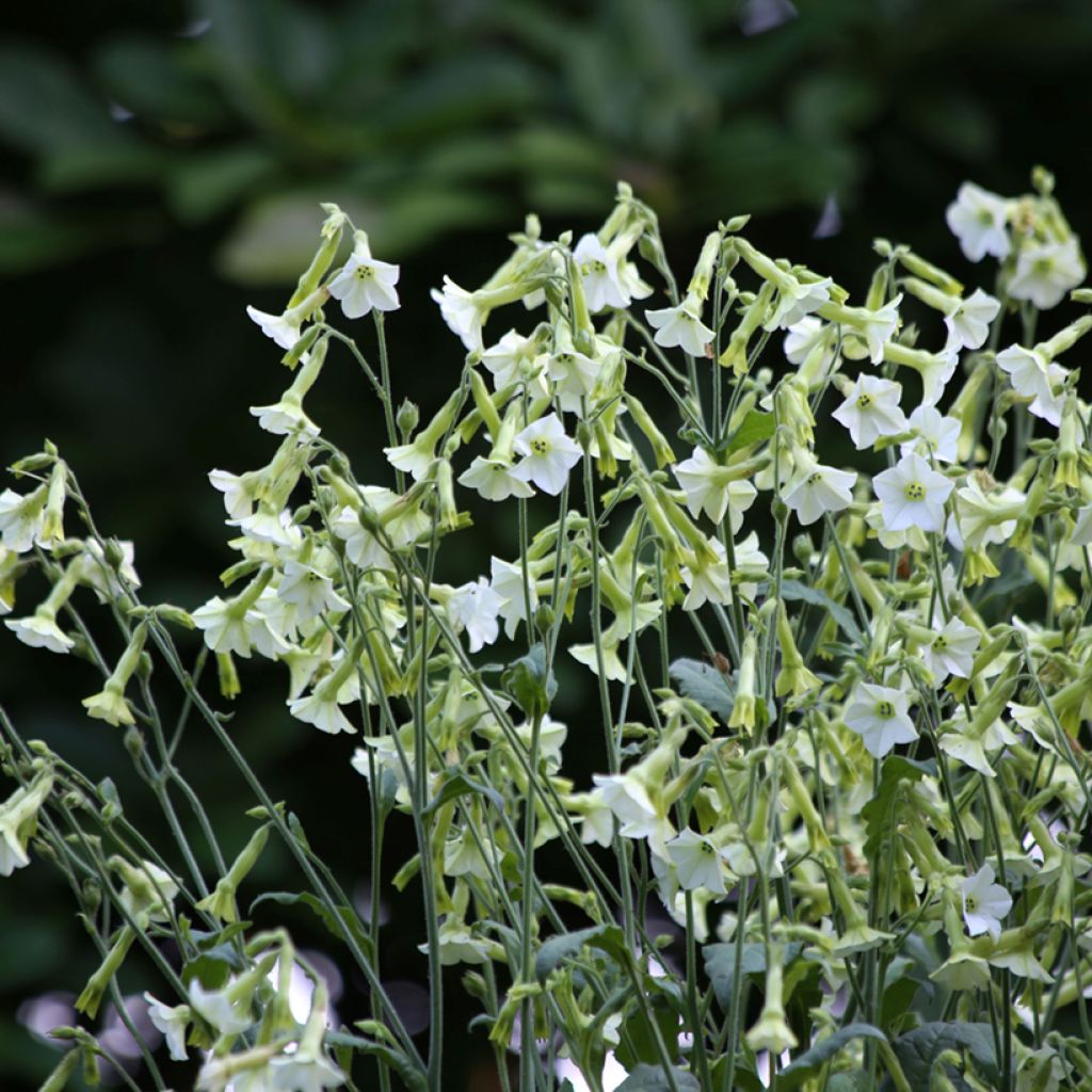 Graines de Tabac d'ornement Starlight Dancer - Nicotiana hybrida