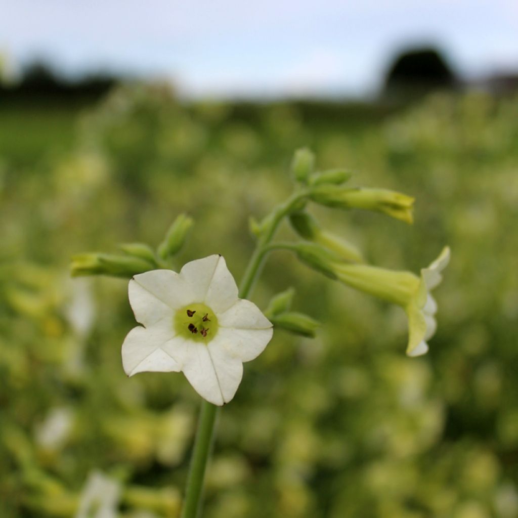 Graines de Tabac d'ornement Starlight Dancer - Nicotiana hybrida