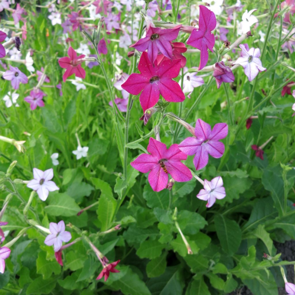 Graines de Tabac d’ornement Sensation en mélange - Nicotiana alata