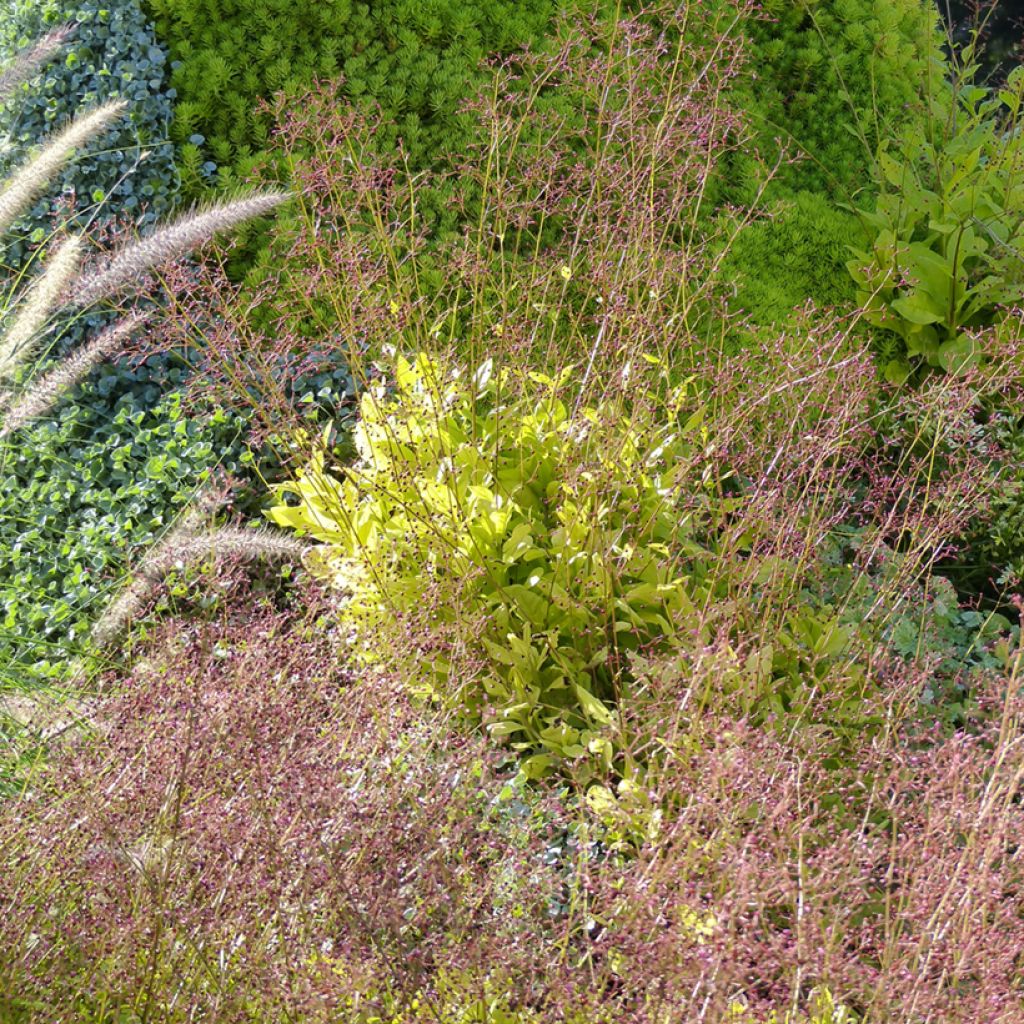 Graines de Talinum paniculatum - Bijoux d'Ophar