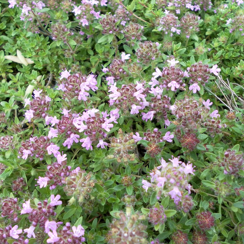 Graines de Thym serpolet Magic Carpet - Thymus serpyllum