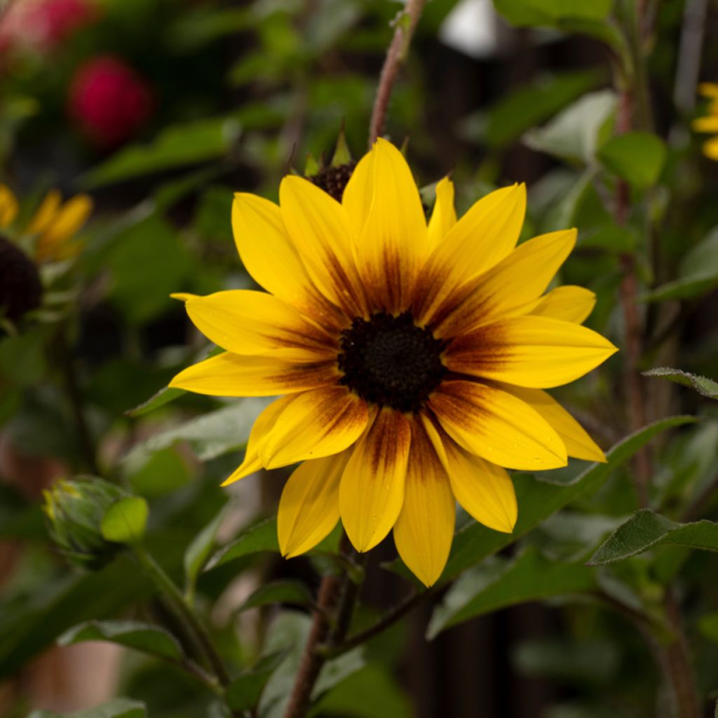 Graines de Tournesol Paquito en mélange - Helianthus annuus