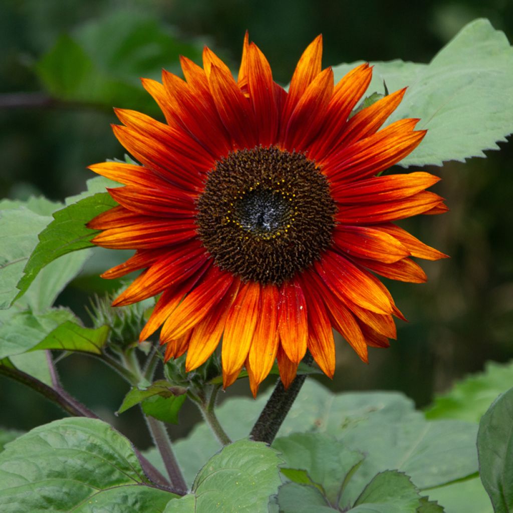 Graines de Tournesol Paquito en mélange - Helianthus annuus