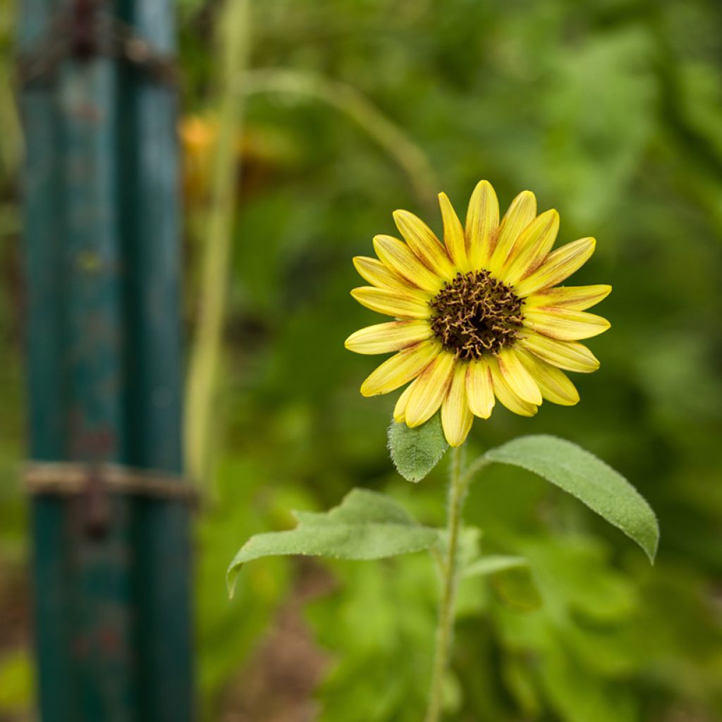 Graines de Tournesol Paquito en mélange - Helianthus annuus