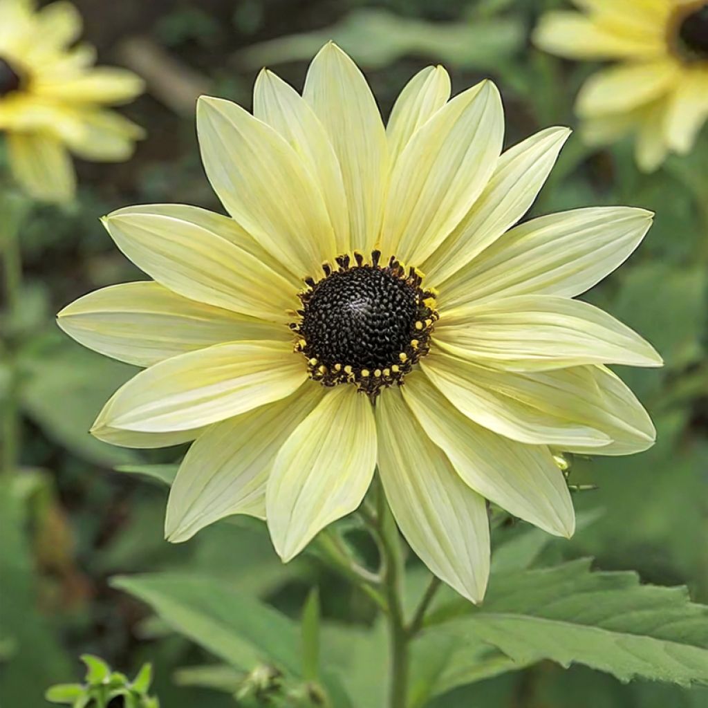 Graines de Tournesol Soluna Cream