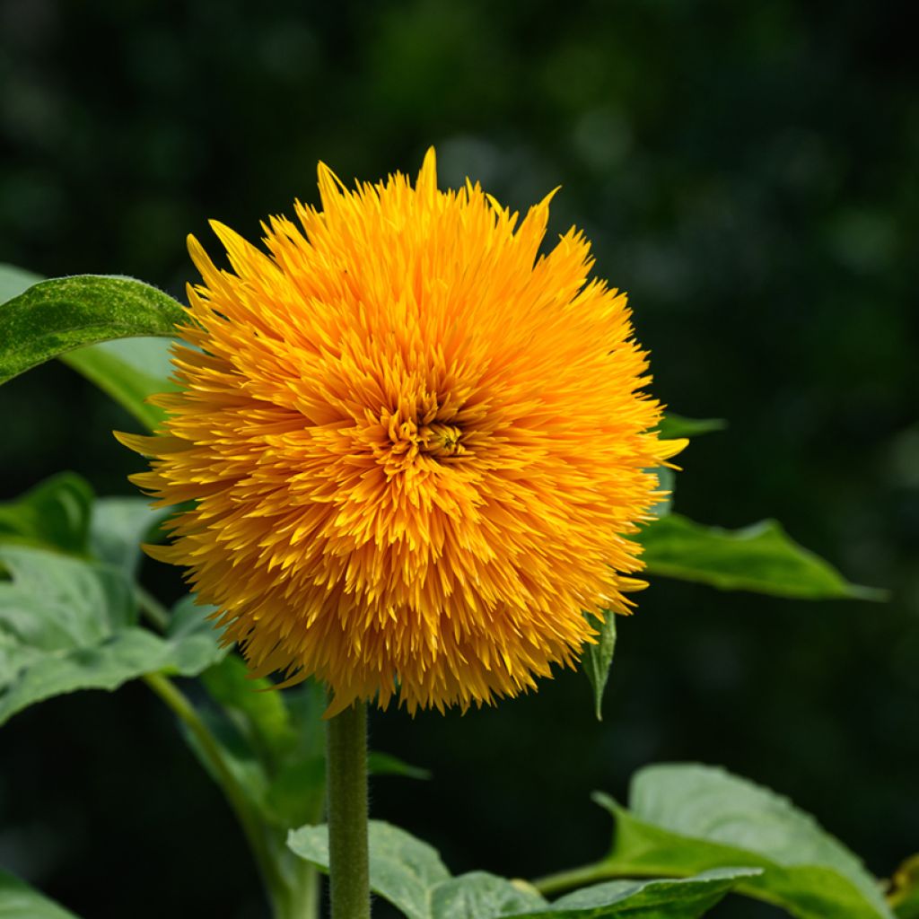 Graines de Tournesol Teddy Bear - Helianthus annuus