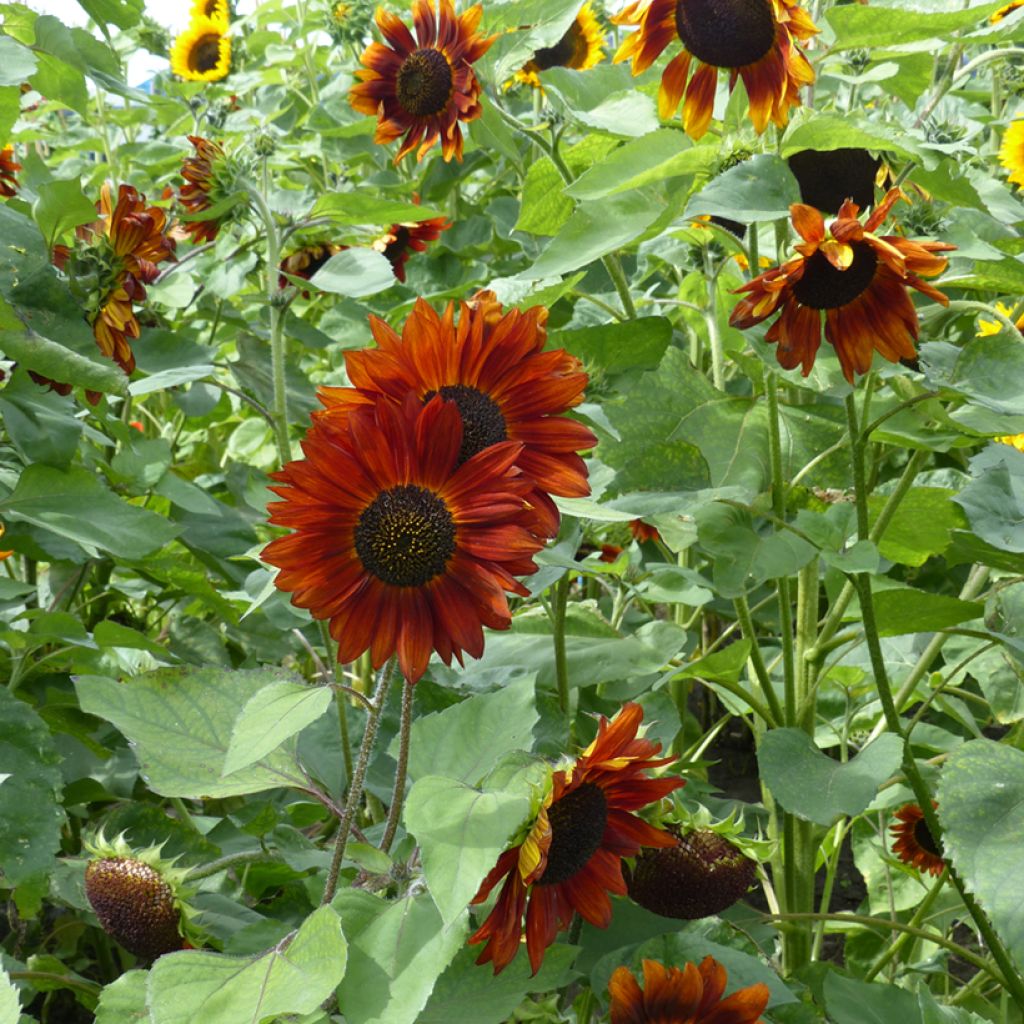 Graines de Tournesol Velvet Queen - Helianthus annuus 