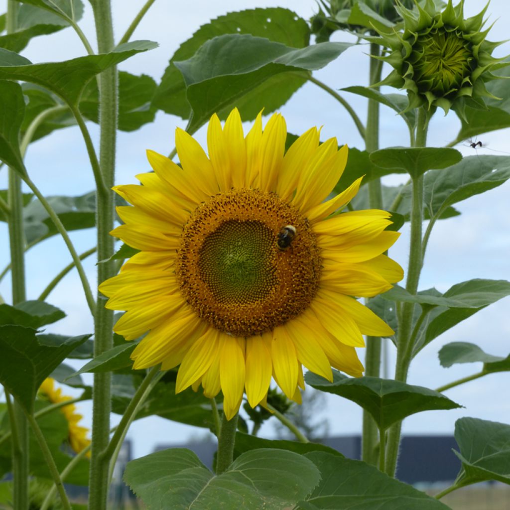 Graines de Tournesol Peredovick BIO - Helianthus annuus