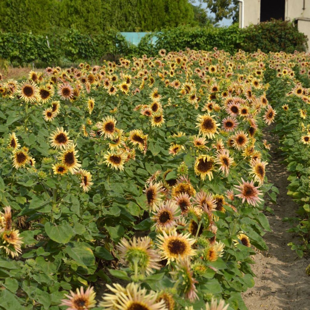 Graines de Tournesol haut double Astra Rose - Helianthus annuus 