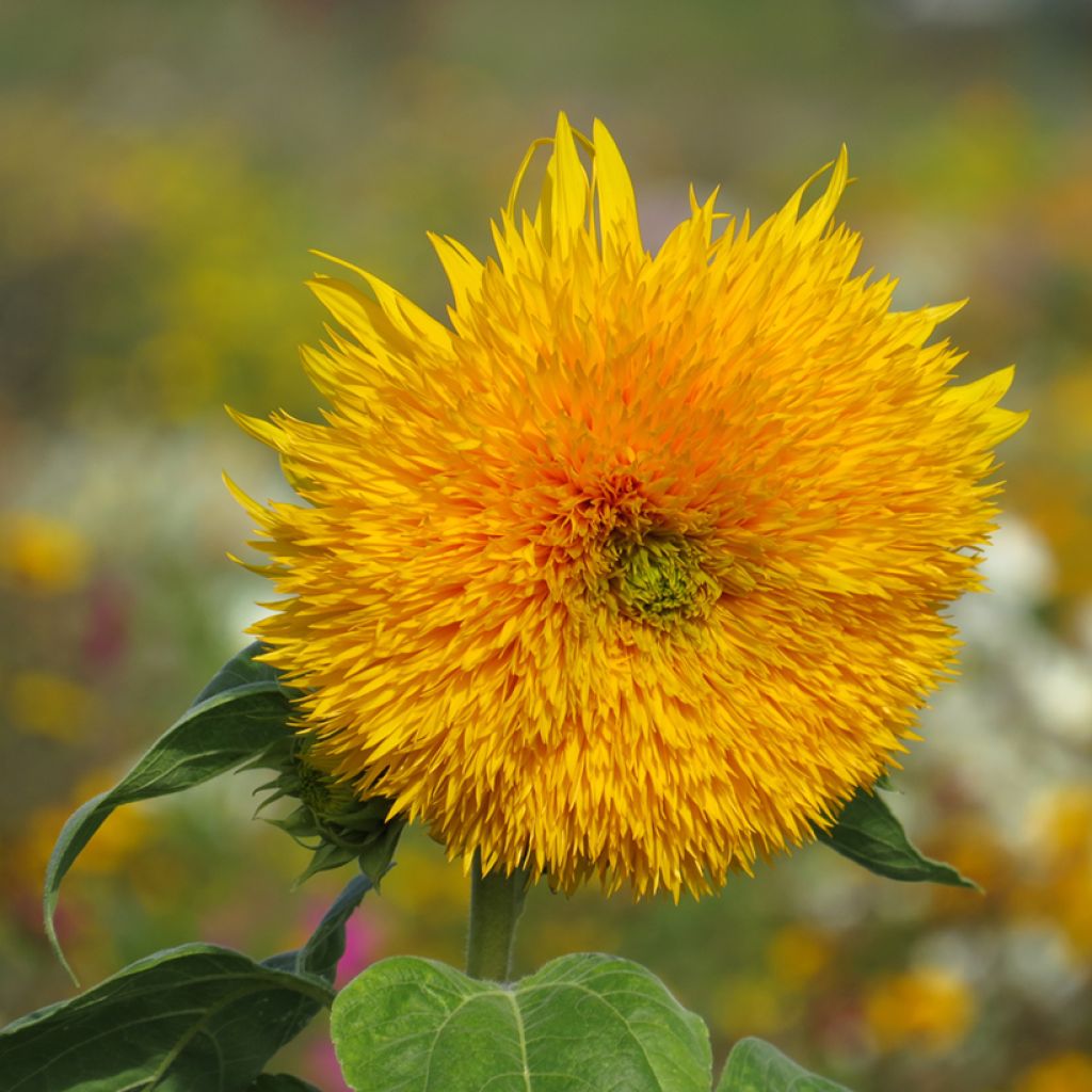 Graines de Tournesol Sungold - Helianthus annuus