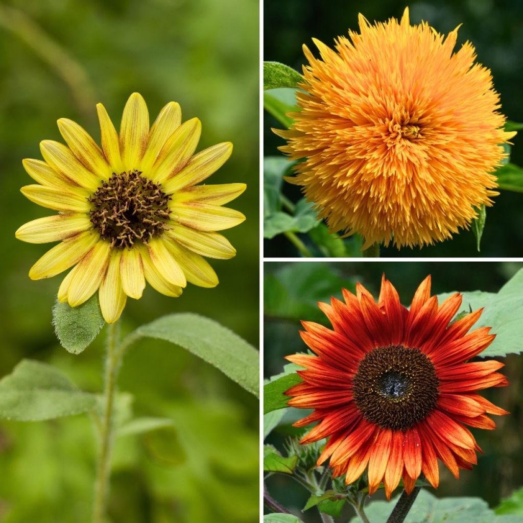 Graines de Tournesol nain Aztec Treasure Mix - Helianthus annuus