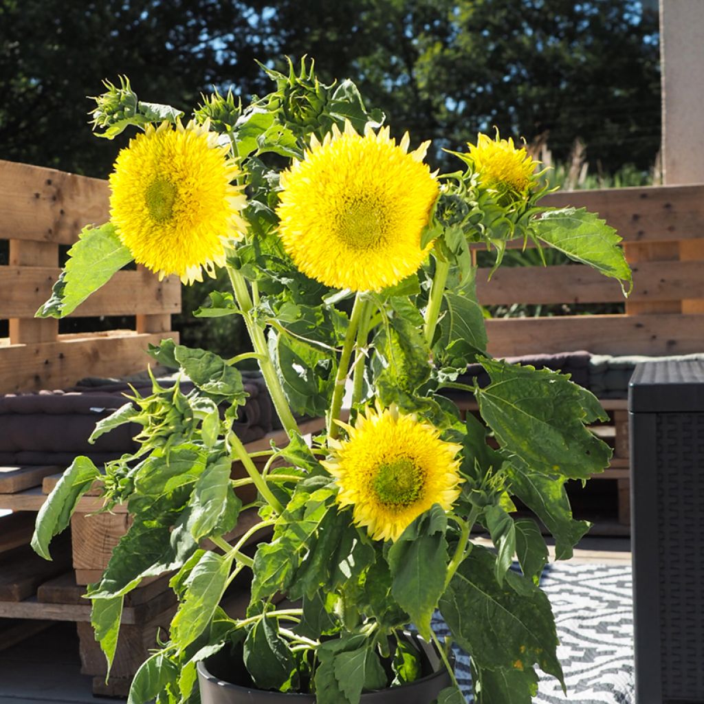 Graines de Tournesol nain Gummy Bear - Helianthus annuus