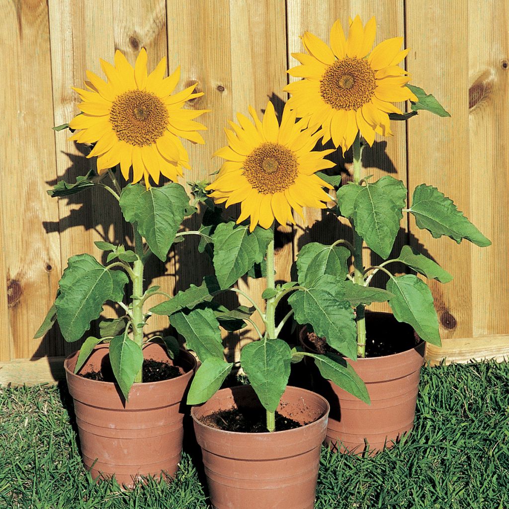 Graines de Tournesol nain Paquito Sol - Helianthus annuus