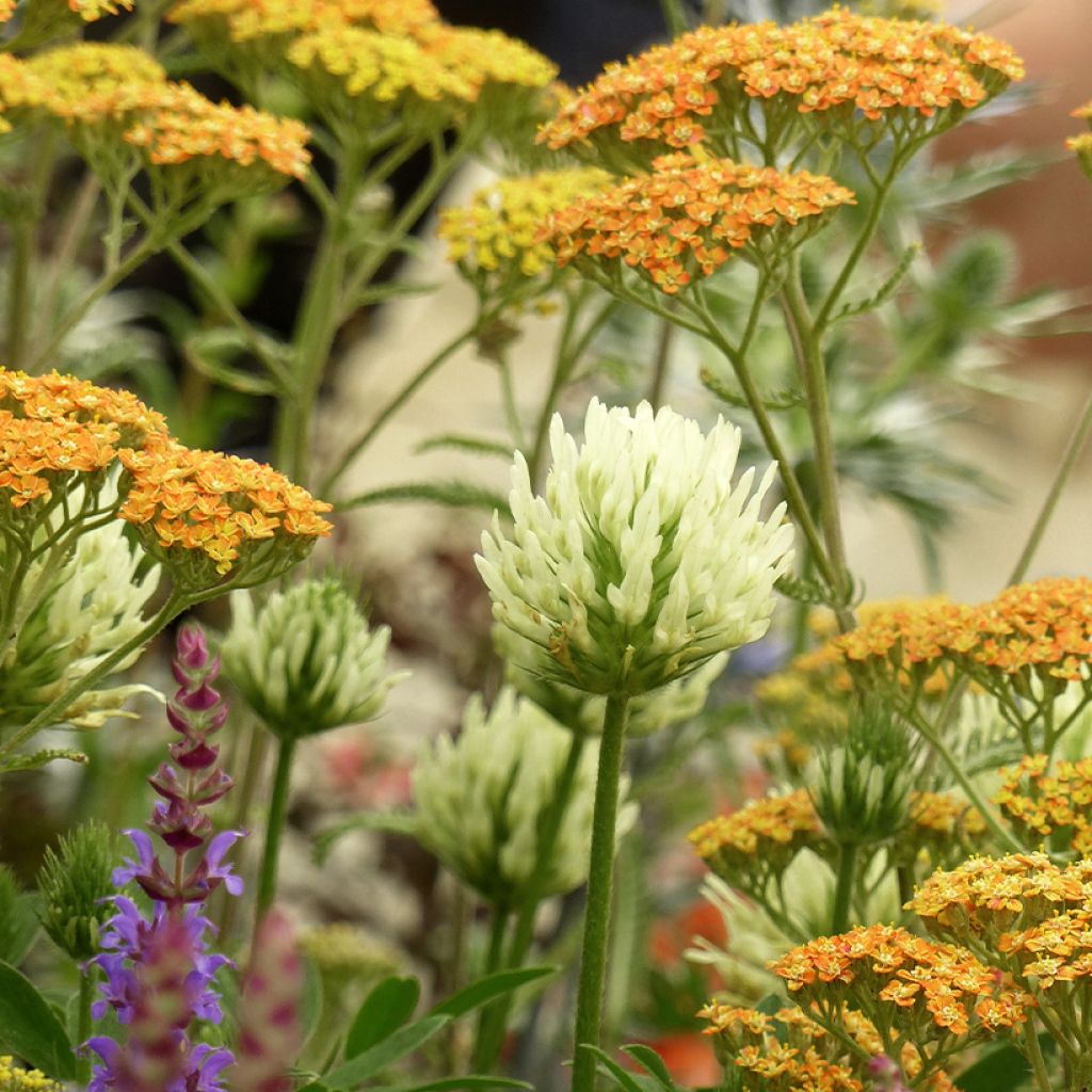 Graines de Trèfle beige - Trifolium ochroleucon