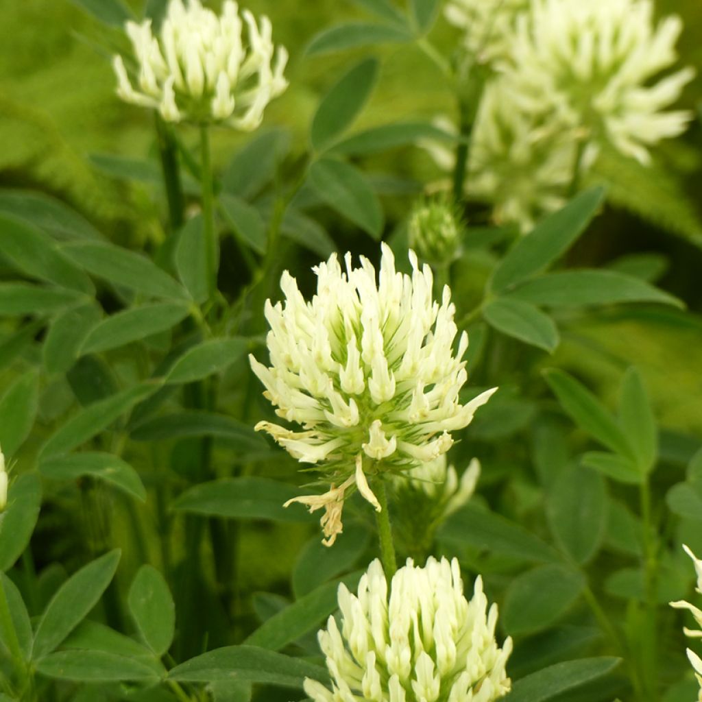 Graines de Trèfle beige - Trifolium ochroleucon