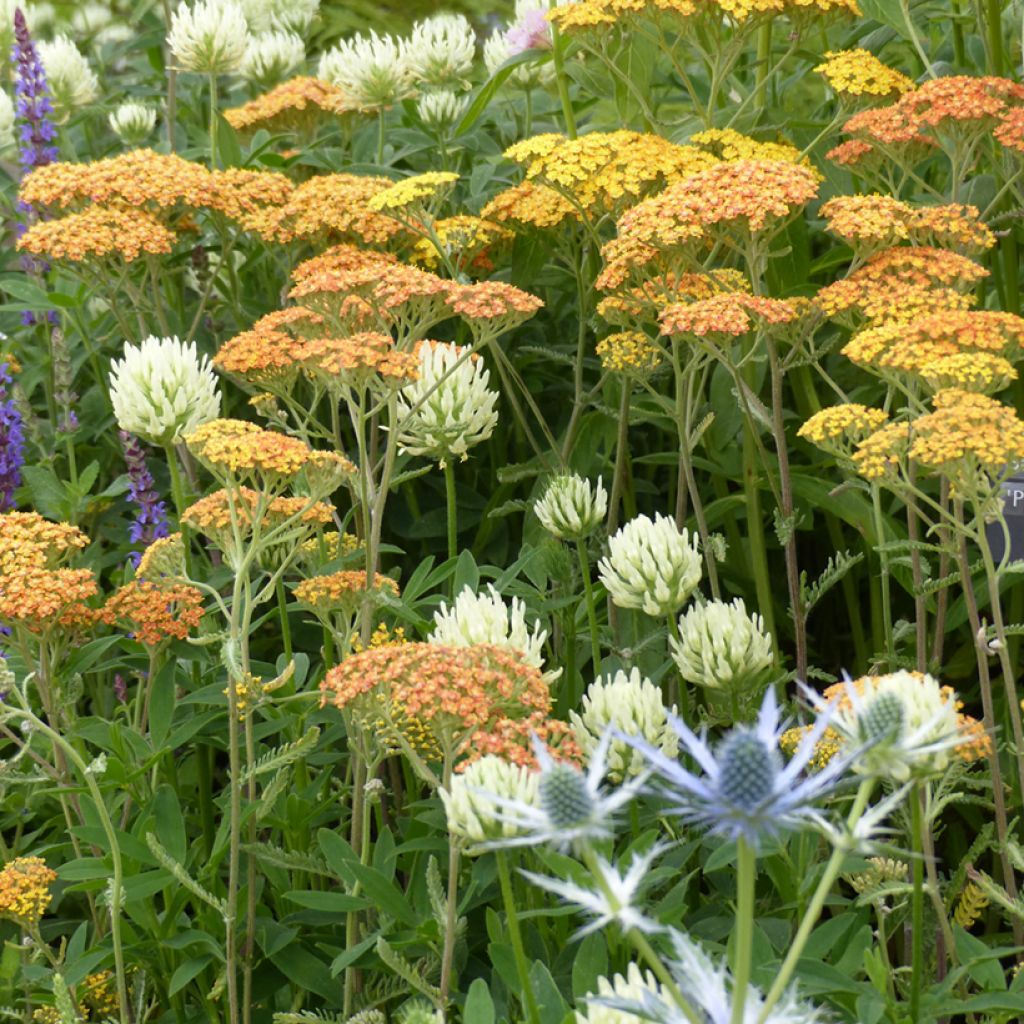 Graines de Trèfle beige - Trifolium ochroleucon