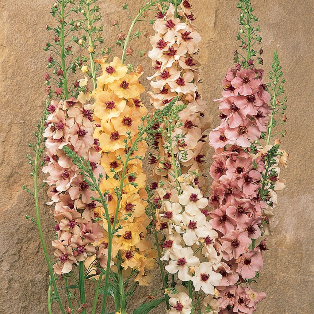 Graines de Verbascum Southern Charm F1 Hybrid - Molène