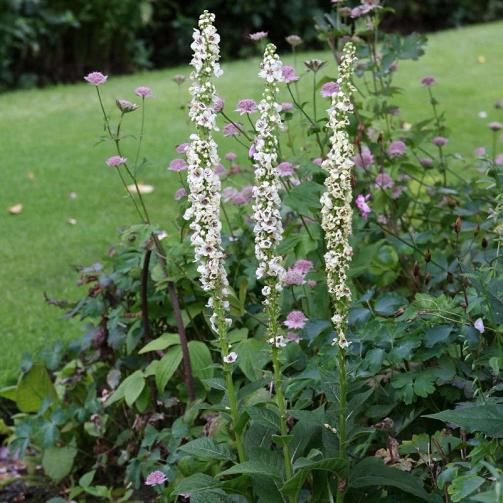 Graines de Verbascum chaixii Album - Molène de Chaix.