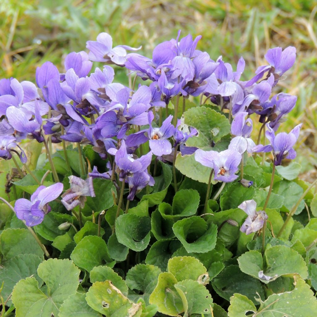 Graines de Violette odorante - Viola odorata