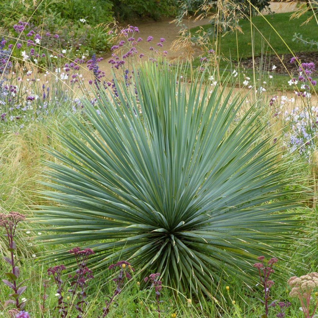 Graines de Yucca bleu - Yucca rostrata