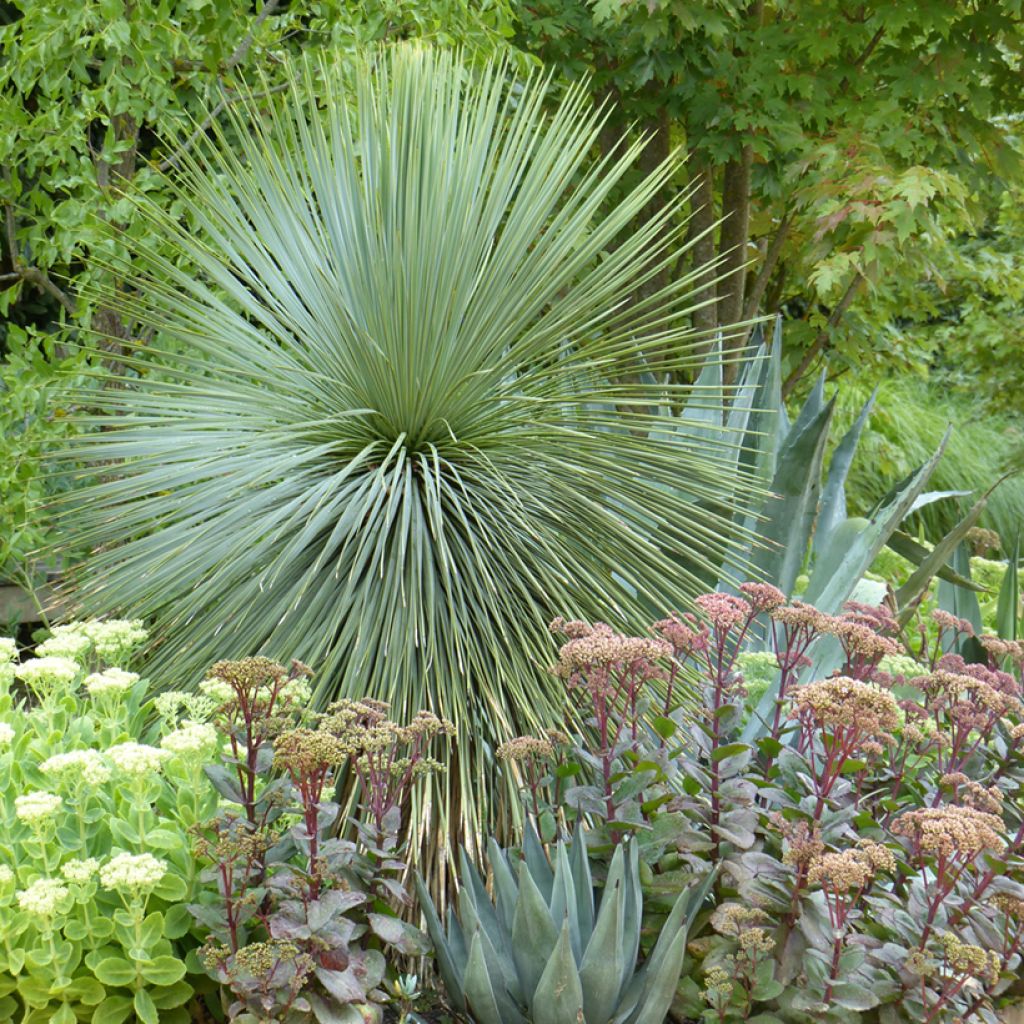 Graines de Yucca bleu - Yucca rostrata