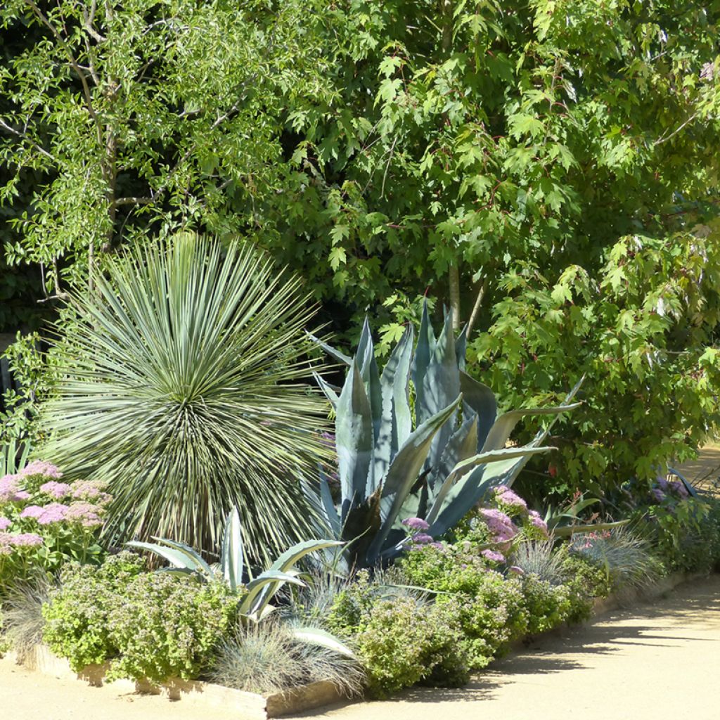 Graines de Yucca bleu - Yucca rostrata