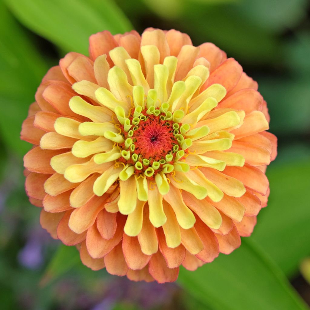 Graines de Zinnia elegans Queeny Lime Orange