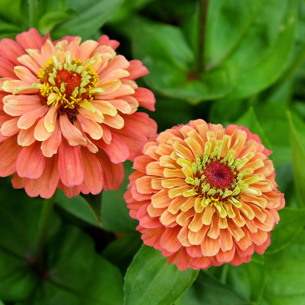 Graines de Zinnia elegans Queeny Lime Orange