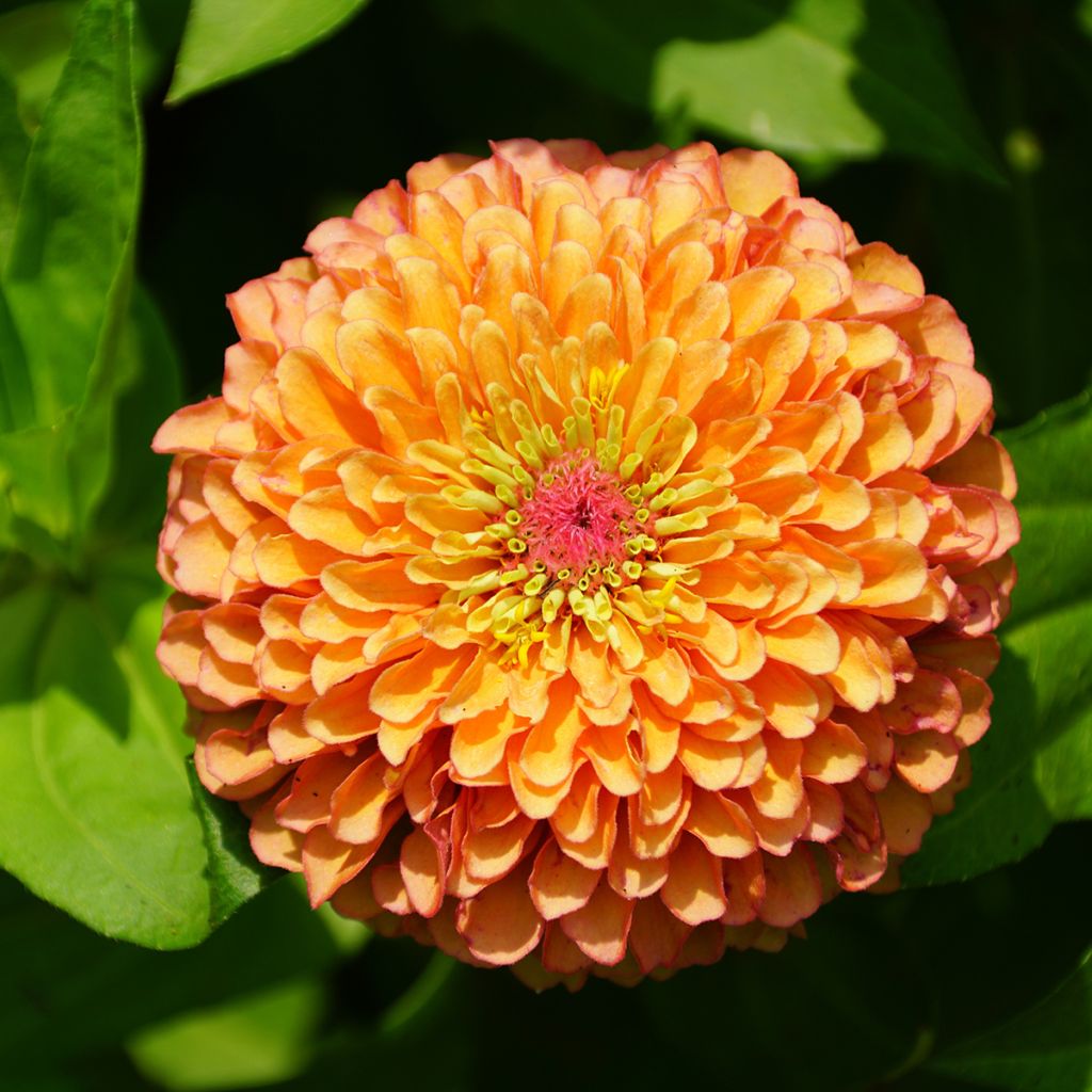 Graines de Zinnia elegans Queeny Lime Orange