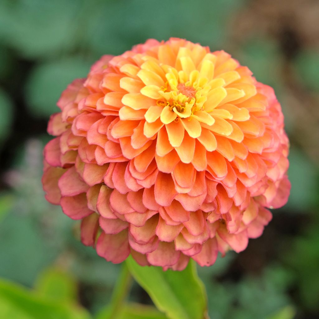 Graines de Zinnia elegans Queeny Lime Orange